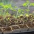 Tomato_seedlings_in_cow_pots.small