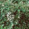 Screeners: Abelia 'Edward Goucher'