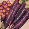 Root_vegetables_daucus_carota