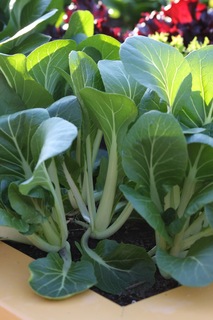 Close up of bok choy stems