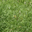 Mexican_hat_petals_coming.thumb