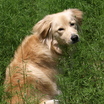 Emmy_in_field