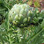 Artichoke_imperial_star.medium.small
