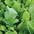 Greens_and_lettuce_eruca_vesicaria-1