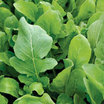 Greens_and_lettuce_eruca_vesicaria-1