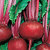 Beet_detroit_dark_red