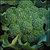 Broccoli_calabrese