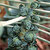 Brussel_sprout_long_island