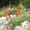 Butterfly Gardens