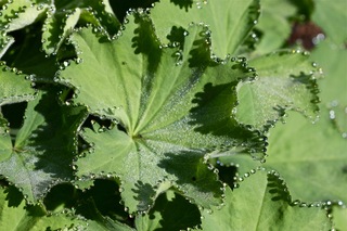 Huechera leaves crowned in morning dew
