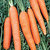 Carrot_scarlet_nantes