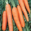 Carrot_scarlet_nantes