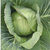 Cabbage_invento_f1