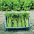 Celery_tango