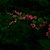 Antigonon_by_terraforms.small