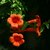 Campsis_by_terraforms.small