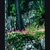 Antigony__s_flower_and_spines_by_terraforms.small