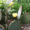 Opuntia_santa-rita