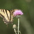 Tigerswallowtail.small