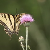 Tigerswallowtail.thumb