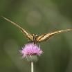 Tigerswallowtail2