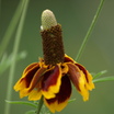 Mexican_hat2