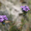 Prarie_verbena