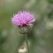 Thistlebloom