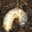 Rhino_beetle_2