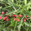 Agarita_berries