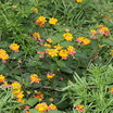 Butterfly Gardens