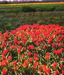 Tulipa Humilis Odalisque