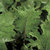 Kale_red_ursa