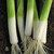 Leeks_sherwood