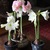 Amaryllis