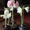 Amaryllis