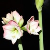 Amaryllis_2