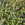Screeners: Abelia x grandiflora