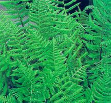 Fern, Lady