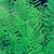 Ferns: Athyrium felix-femina