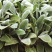 Perennials_stachys_byzantina_silver_carpet-1