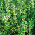 Thyme_thymus_vulgaris.small