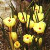 Crocus_crocus_chrysanthus_var