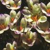 Crocus_crocus_chrysanthus_var