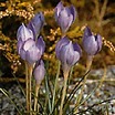Crocus_crocus_goulimyi-1