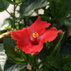 Hibiscus.thumb