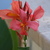 First_canna.small