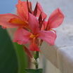 First_canna.thumb