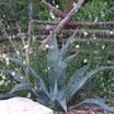 Agave_and_gaura
