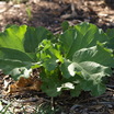 Growing_rhubarb